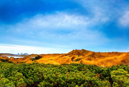 Verdant Contrasting Brown - landscap, nature, desert