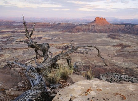 Desert Perch  - landscap, nature, desert