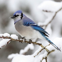 Bird Blue Tree 