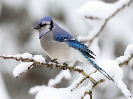 Bird Blue Tree  - animals, bird