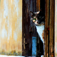 Venezian Cat