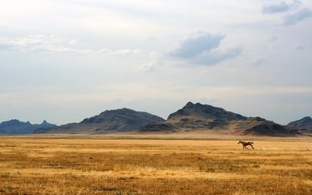 Horse Running in Field - nature, landscape