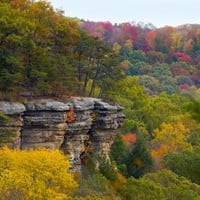 Autumn Trees 