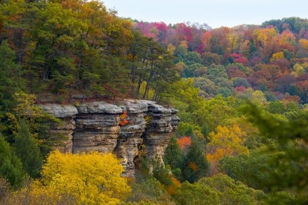 Autumn Trees  - flowers, nature, landscape