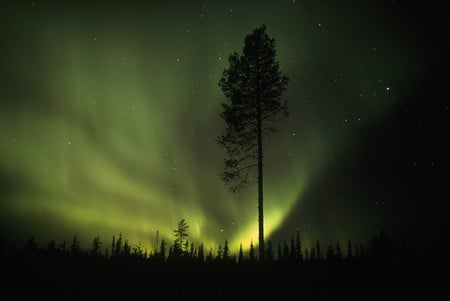 Aurora Borealis over Arctic Forest  - sky, nature, landscape