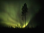 Aurora Borealis over Arctic Forest 