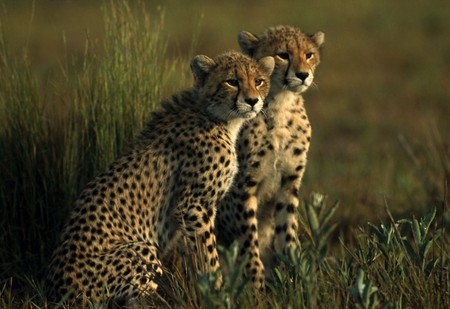 Cheetah - cheetah, animals