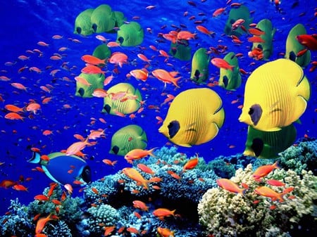 Sea Coral Reef  Fish - fish, animals