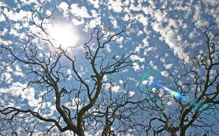  Naked Trees Against Sky - sky, nature, landscape