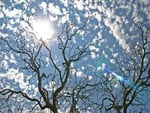  Naked Trees Against Sky