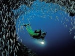 School of Fish  Diver 