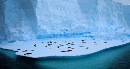 Seal Ice Ledge  - animals, seal