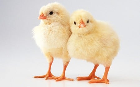 Chicks - chicks, animals