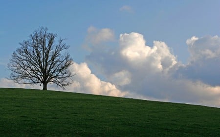 Tree on Green Knoll  - sky, nature, landscape