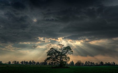 Tree  Beams of Light  - sky, nature, landscape