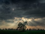 Tree  Beams of Light 