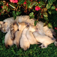  Cat with Litter 