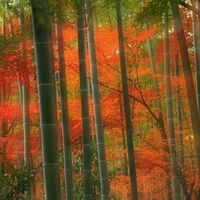 Bamboo Forest   Arashiyama Park   Japan 