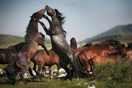 Horse to horse. - nature, two, horse, wild