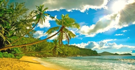 Seychelles Islands - palm trees, beach, travel, paradise, tropical, summer, beautiful, clouds, sand, sea