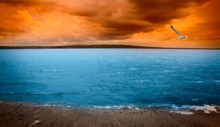 Seagull - nature, sea, bird, clouds