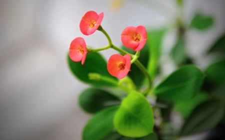 Beautiful Pink - flowers, lovely, beautiful, pink