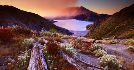 Mountain Flowers At Sunset - lake, trunk, mountains, sunset, spring, beautiful, fog, flowers, grass