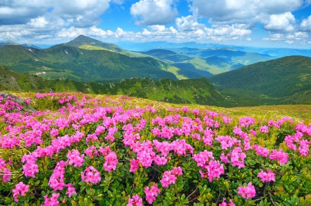 Spring Mountains - clouds, blue, beautiful, springtime, grass, forest, pink, flowers, white, green, meadows, mountains, sky