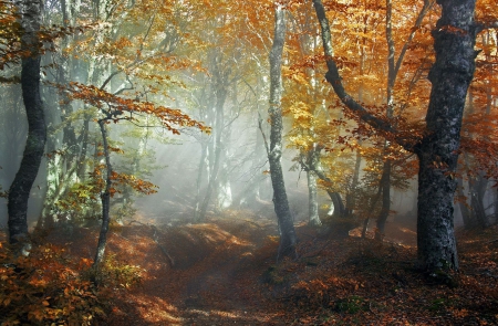 Nature - nature, autumn, forest, trees