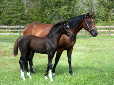 Bay Mare and Foal F1 - beautiful, photography, photo, horse, wide screen, equine, animal, foal, mare, bay