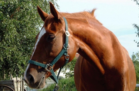 Chestnut Horse 1 - equine, animal, beautiful, photography, chestnut, photo, horse, wide screen