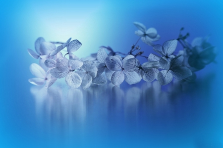 Forever Blue - flowers, macro, blue, flower