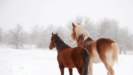 Winter couple - shetland horse, animals, winter, wallpaper, pets, hd, nature, hosres, horse, sweet, cute