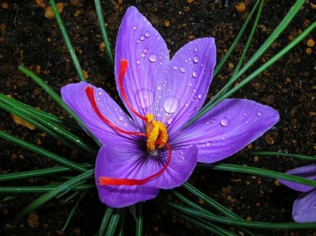 Saffron Bloom - nature, purple, flower, water drops