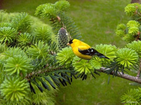 Nature is life! - beauty, branches, cone, pine, songbird, wallpaper, black, bird, hd, nature, life, yellow, green, grass, birds