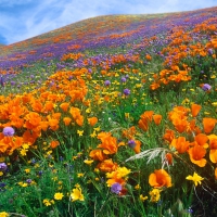 Beautiful Poppy Field