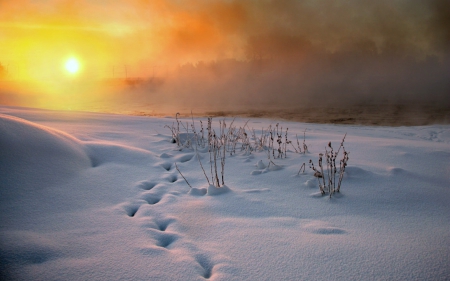 Sunrise on a Snowy Field - Field, Snow, Sunrise, Footprints