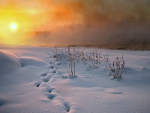 Sunrise on a Snowy Field