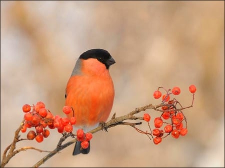 Heralding spring - pretty, bird, branch, spring