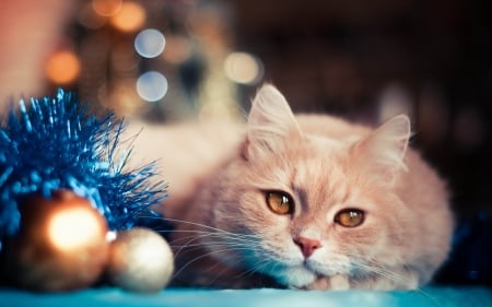 Waiting - ball, lights, animal, globe, cat, craciun, christmas, blue, bokeh, orange