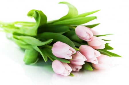 â™¥ Tulips . - delicate, tulips, pink, light, flowers, lovely