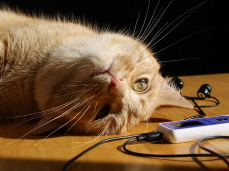 Cat on a table - eyes, listening, resting, opened