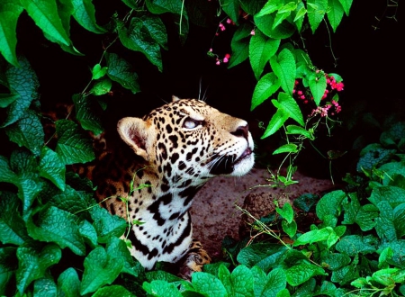 Jaguar - green, berries, foresr, on