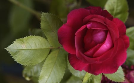 Beautiful Red Rose - flowers, rose, red, beautiful