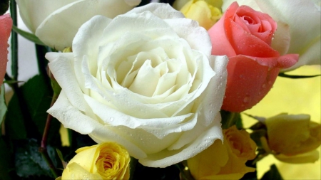 Beautiful roses - 1600x900, yellow, pink, White