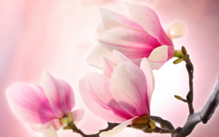 lovely pink magnolia branch - nature, flowers, branch, pink magnolia