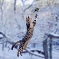 Cat leaping at Robin in snow