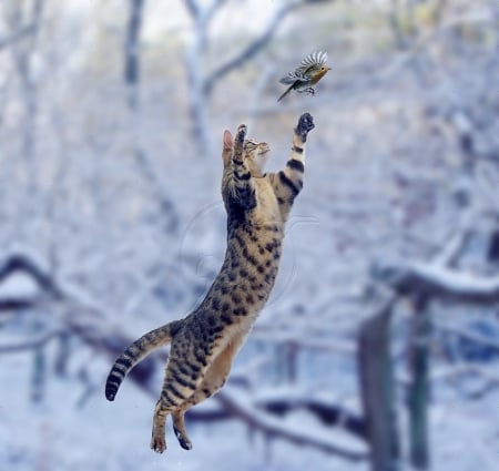 Cat leaping at Robin in snow - robin, animals, snow, cats