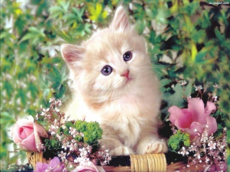 Cute Kitty Among Flowers - kitty, animals, cats, flowers, cute