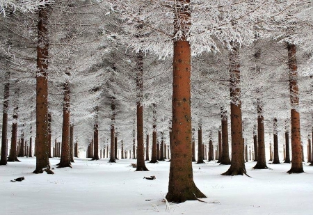 Winter in the woods - winter, forest, trees, woods